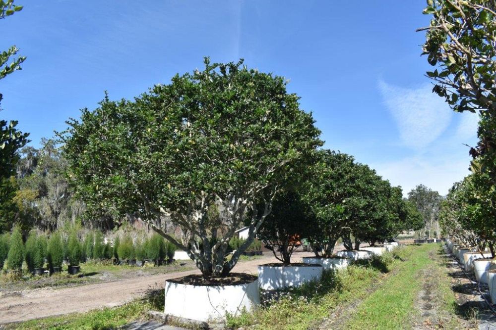 ligustrum-japonicum-japanese-privet-wax-leaf-ligustrum