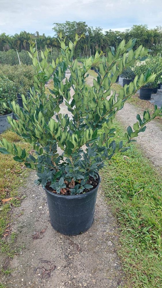 ligustrum-japonicum-japanese-privet-wax-leaf-ligustrum