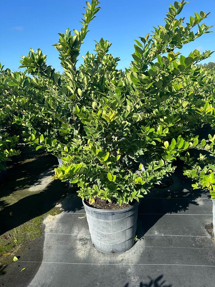 ligustrum-japonicum-japanese-privet-wax-leaf-ligustrum