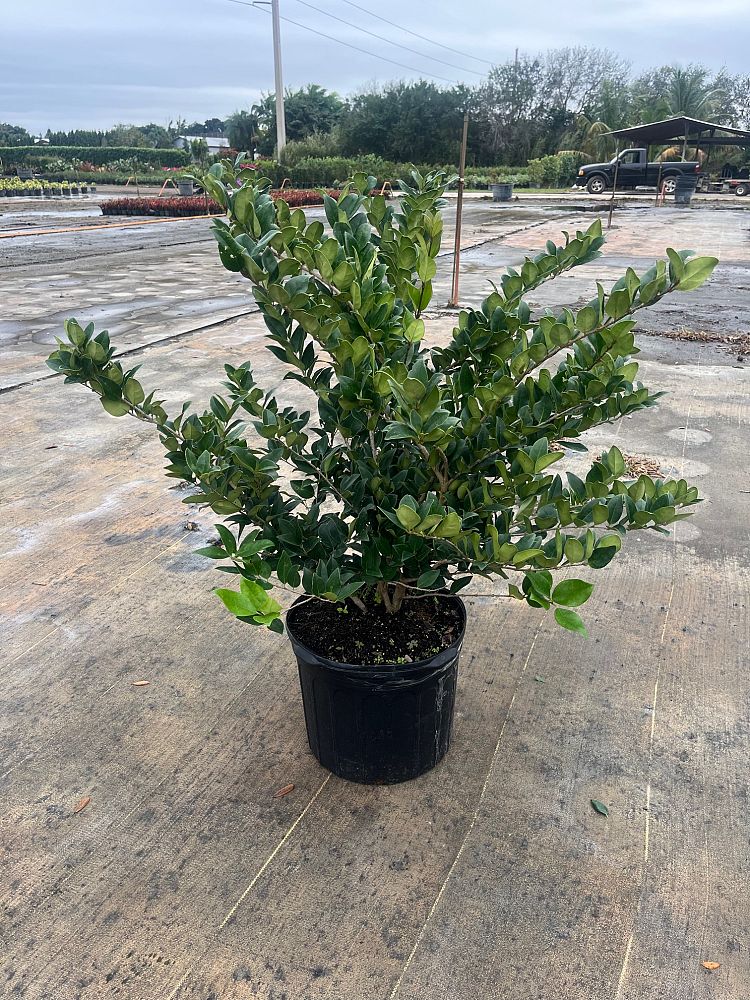 ligustrum-japonicum-japanese-privet-wax-leaf-ligustrum