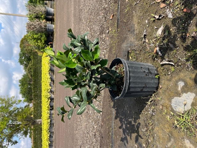 ligustrum-japonicum-japanese-privet-wax-leaf-ligustrum