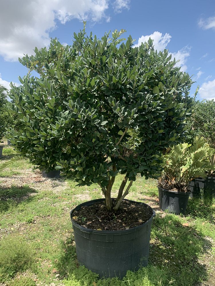 ligustrum-japonicum-japanese-privet-wax-leaf-ligustrum