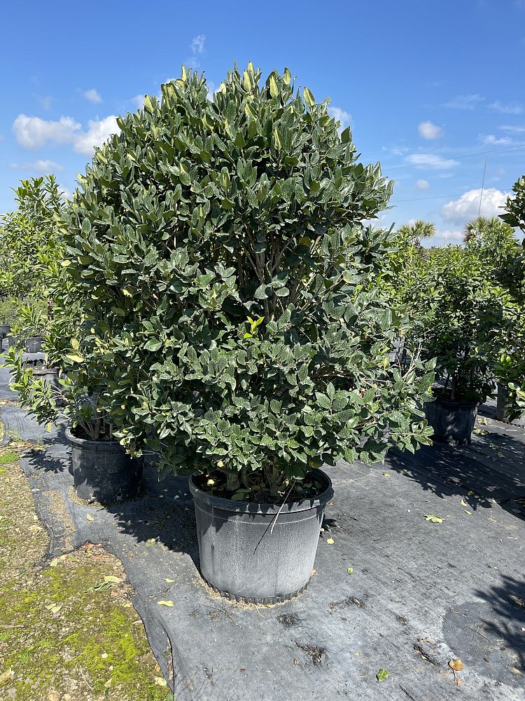 ligustrum-japonicum-japanese-privet-wax-leaf-ligustrum