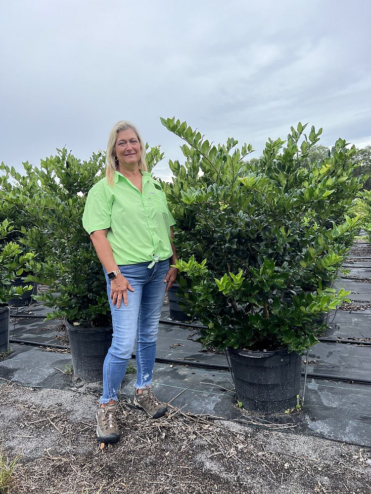 ligustrum-japonicum-japanese-privet-wax-leaf-ligustrum