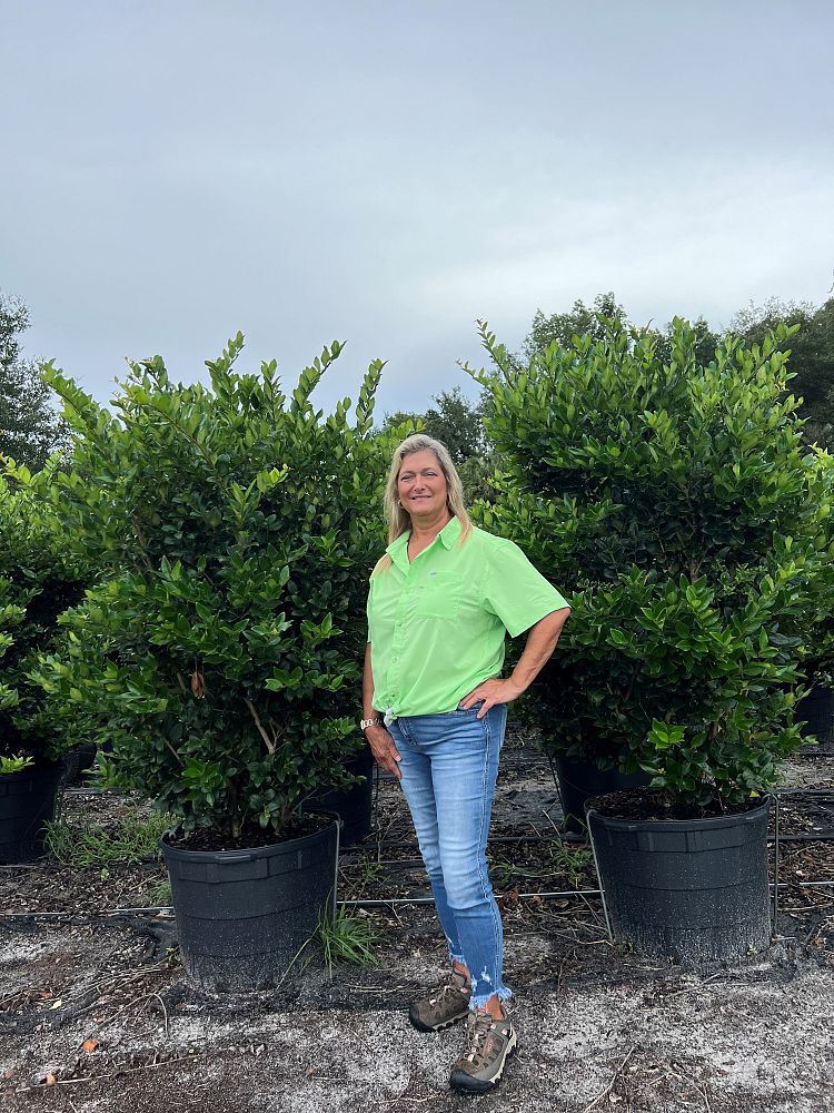 ligustrum-japonicum-japanese-privet-wax-leaf-ligustrum