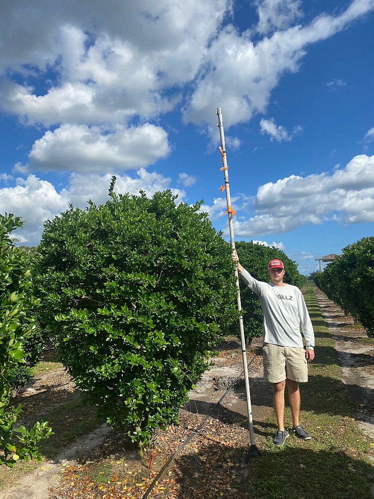 ligustrum-japonicum-japanese-privet-wax-leaf-ligustrum