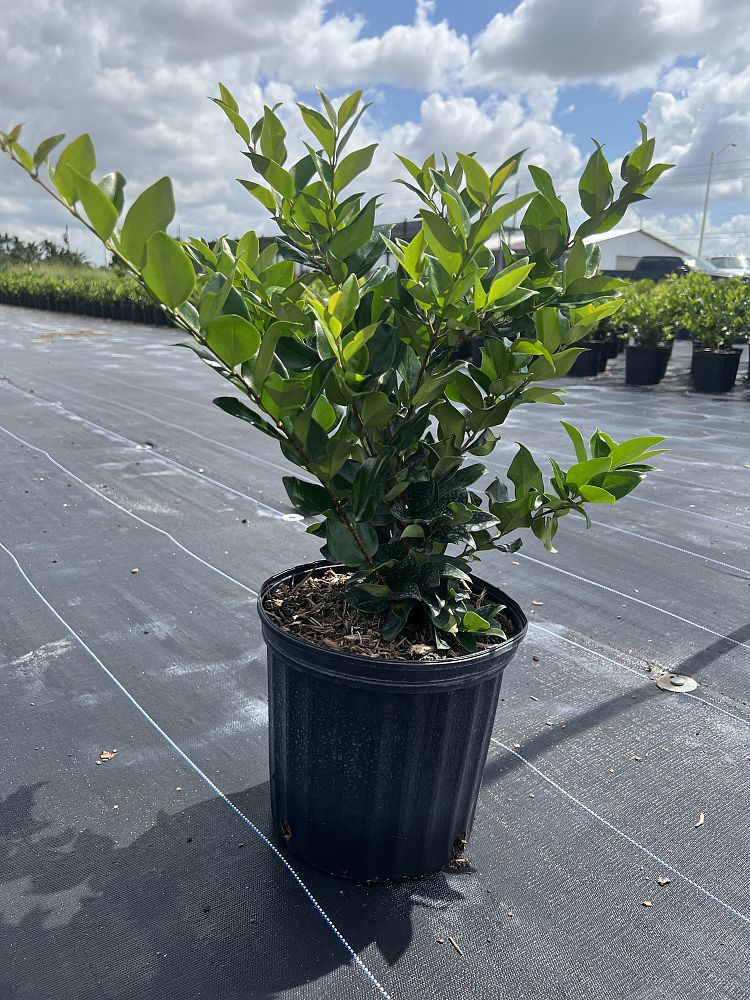 ligustrum-japonicum-japanese-privet-wax-leaf-ligustrum