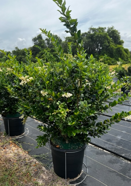 ligustrum-japonicum-japanese-privet-wax-leaf-ligustrum