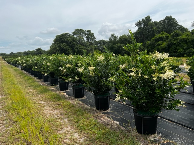 ligustrum-japonicum-japanese-privet-wax-leaf-ligustrum
