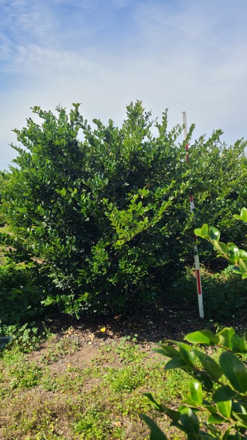 ligustrum-japonicum-japanese-privet-wax-leaf-ligustrum
