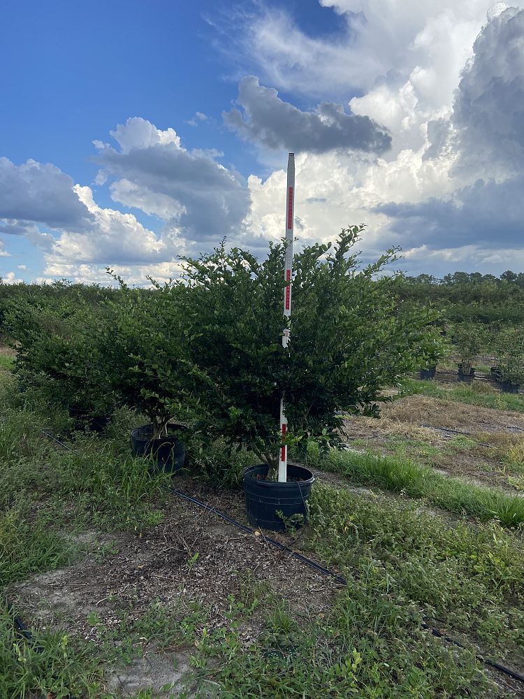 ligustrum-japonicum-japanese-privet-wax-leaf-ligustrum