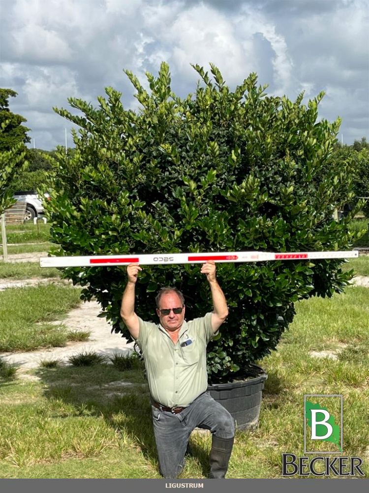 ligustrum-japonicum-japanese-privet-wax-leaf-ligustrum