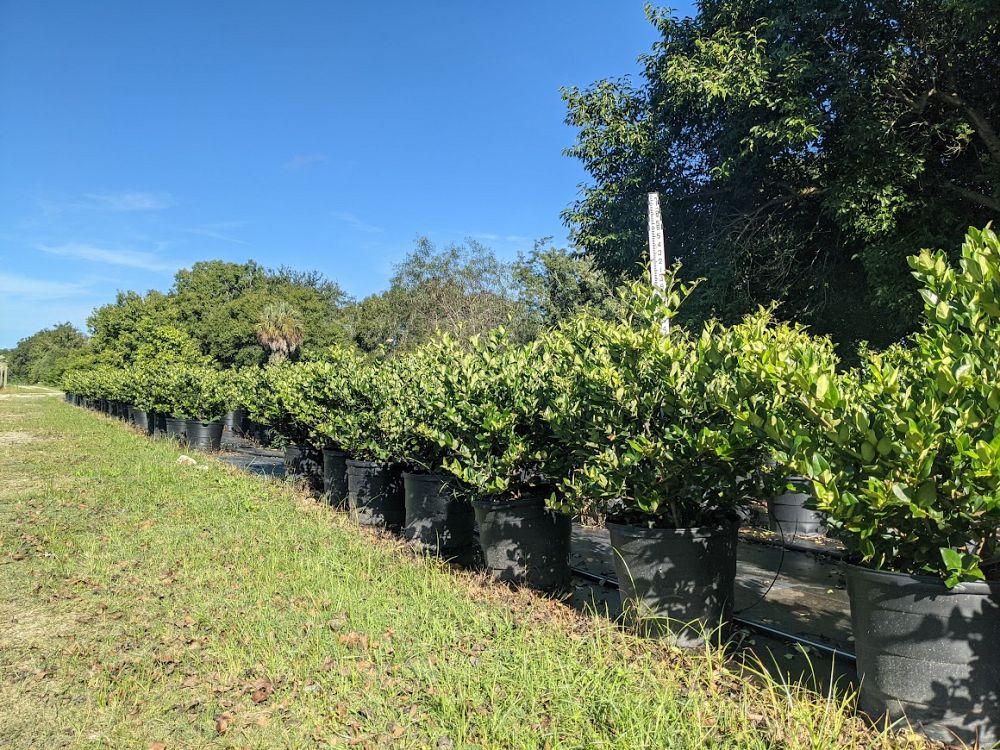 ligustrum-japonicum-japanese-privet-wax-leaf-ligustrum