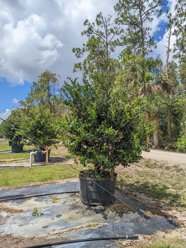 ligustrum-japonicum-japanese-privet-wax-leaf-ligustrum