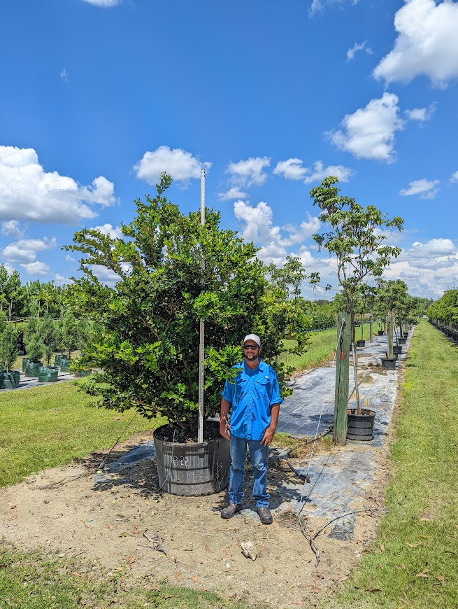 ligustrum-japonicum-japanese-privet-wax-leaf-ligustrum