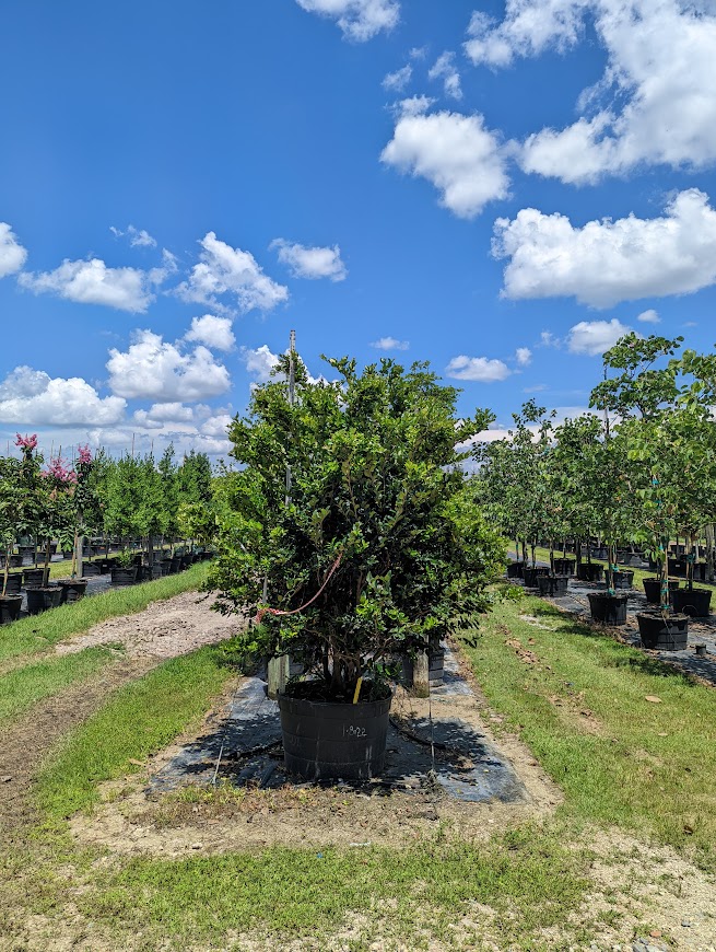 ligustrum-japonicum-japanese-privet-wax-leaf-ligustrum