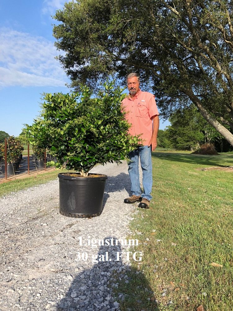ligustrum-japonicum-japanese-privet-wax-leaf-ligustrum