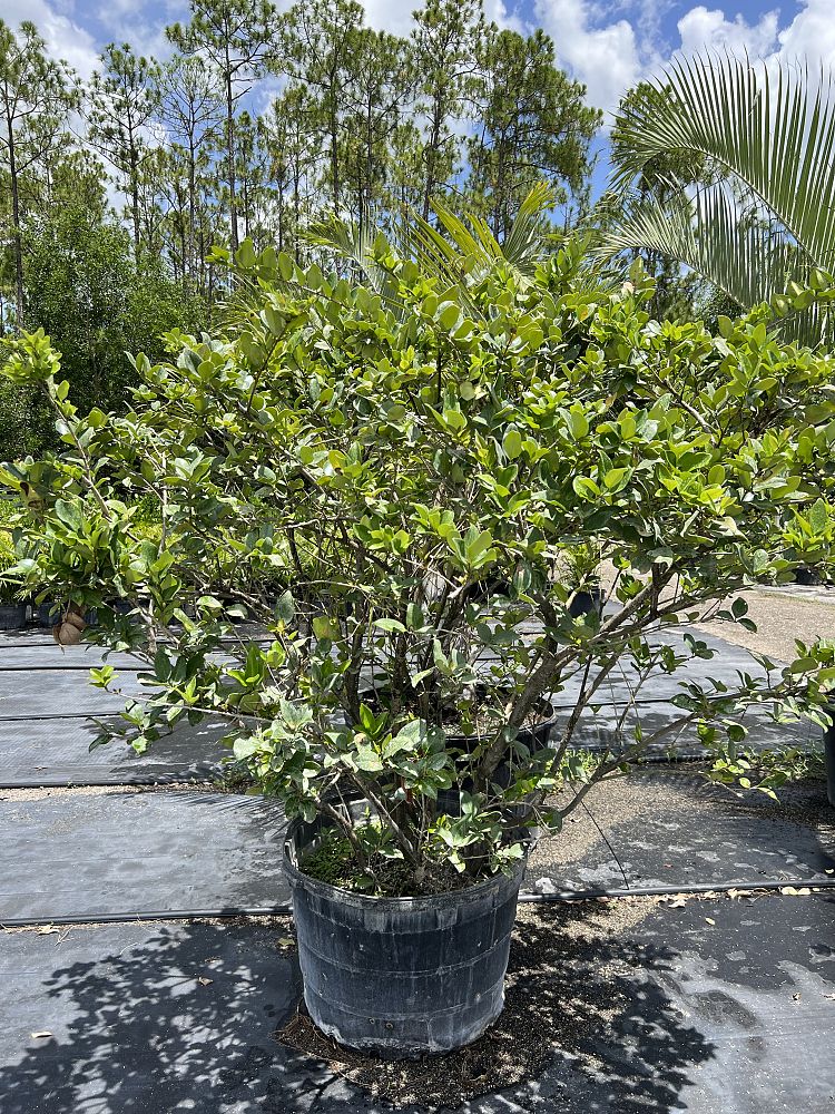 ligustrum-japonicum-japanese-privet-wax-leaf-ligustrum