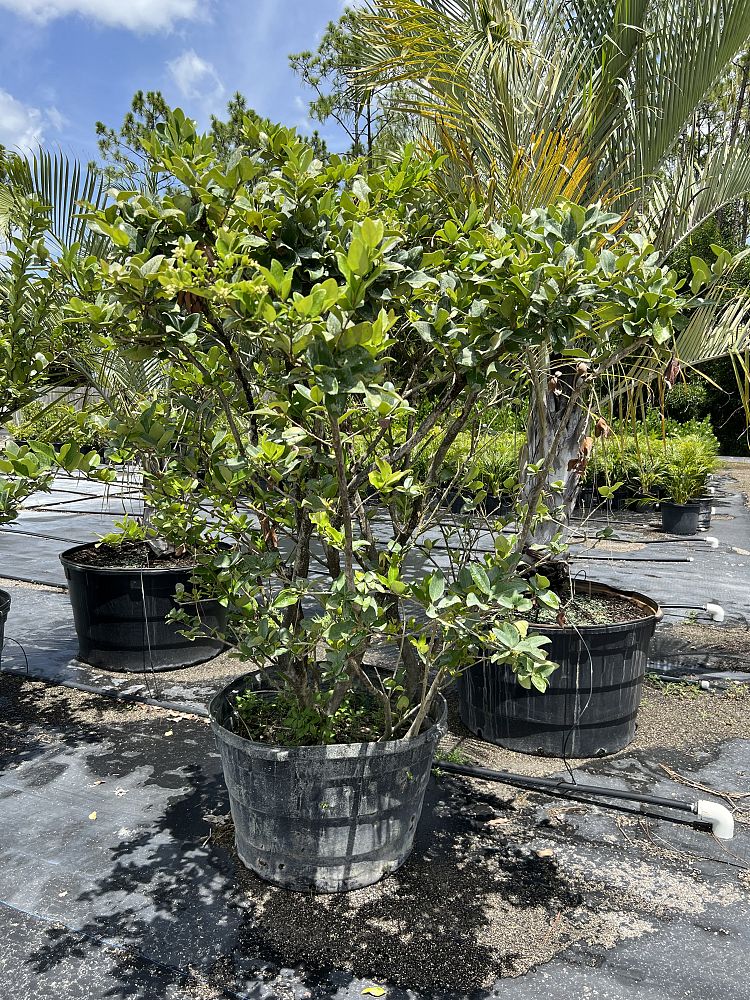 ligustrum-japonicum-japanese-privet-wax-leaf-ligustrum