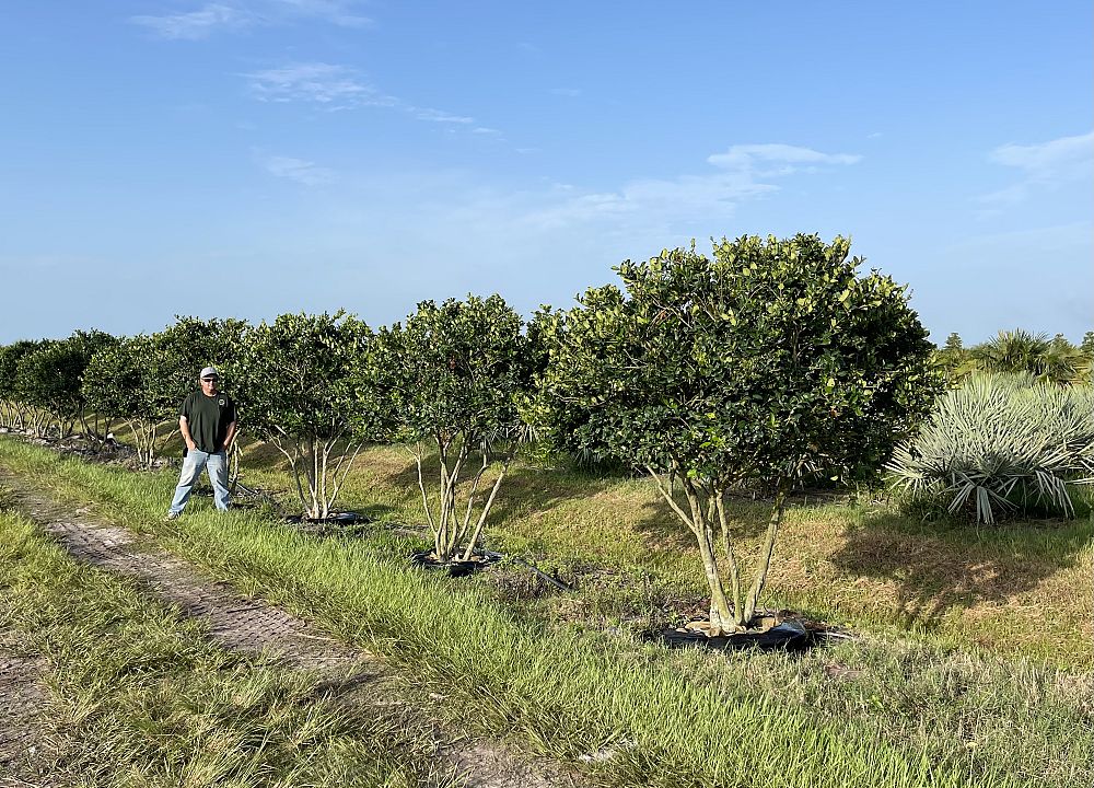 ligustrum-japonicum-japanese-privet-wax-leaf-ligustrum