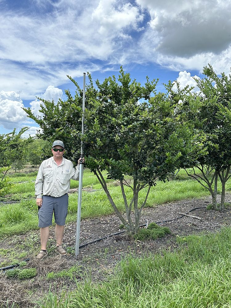 ligustrum-japonicum-japanese-privet-wax-leaf-ligustrum