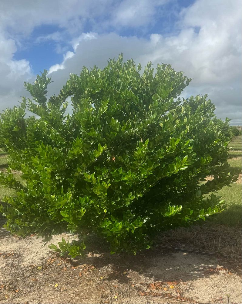 ligustrum-japonicum-japanese-privet-wax-leaf-ligustrum