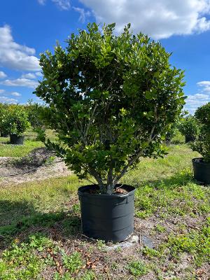 ligustrum-japonicum-japanese-privet-wax-leaf-ligustrum