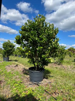 ligustrum-japonicum-japanese-privet-wax-leaf-ligustrum
