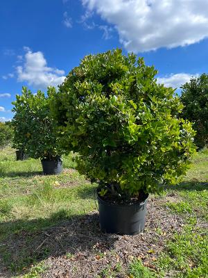 ligustrum-japonicum-japanese-privet-wax-leaf-ligustrum