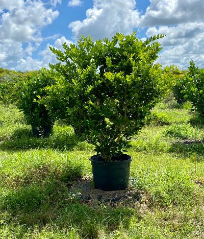 ligustrum-japonicum-japanese-privet-wax-leaf-ligustrum