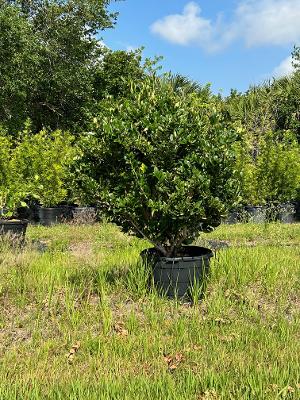 ligustrum-japonicum-japanese-privet-wax-leaf-ligustrum