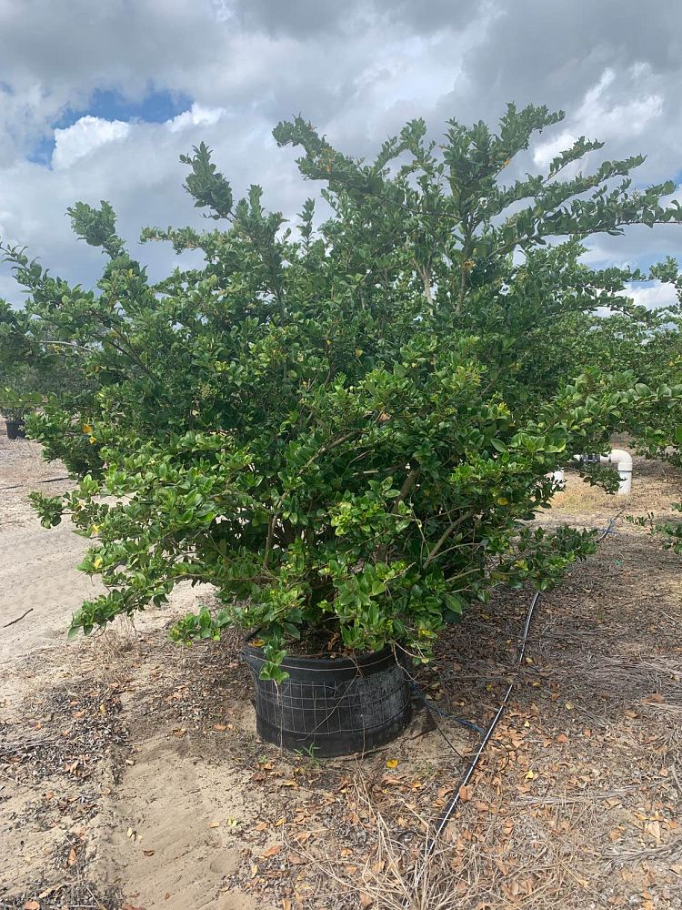 ligustrum-japonicum-japanese-privet-wax-leaf-ligustrum