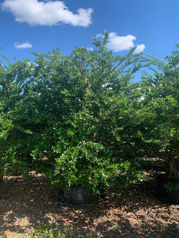 ligustrum-japonicum-japanese-privet-wax-leaf-ligustrum