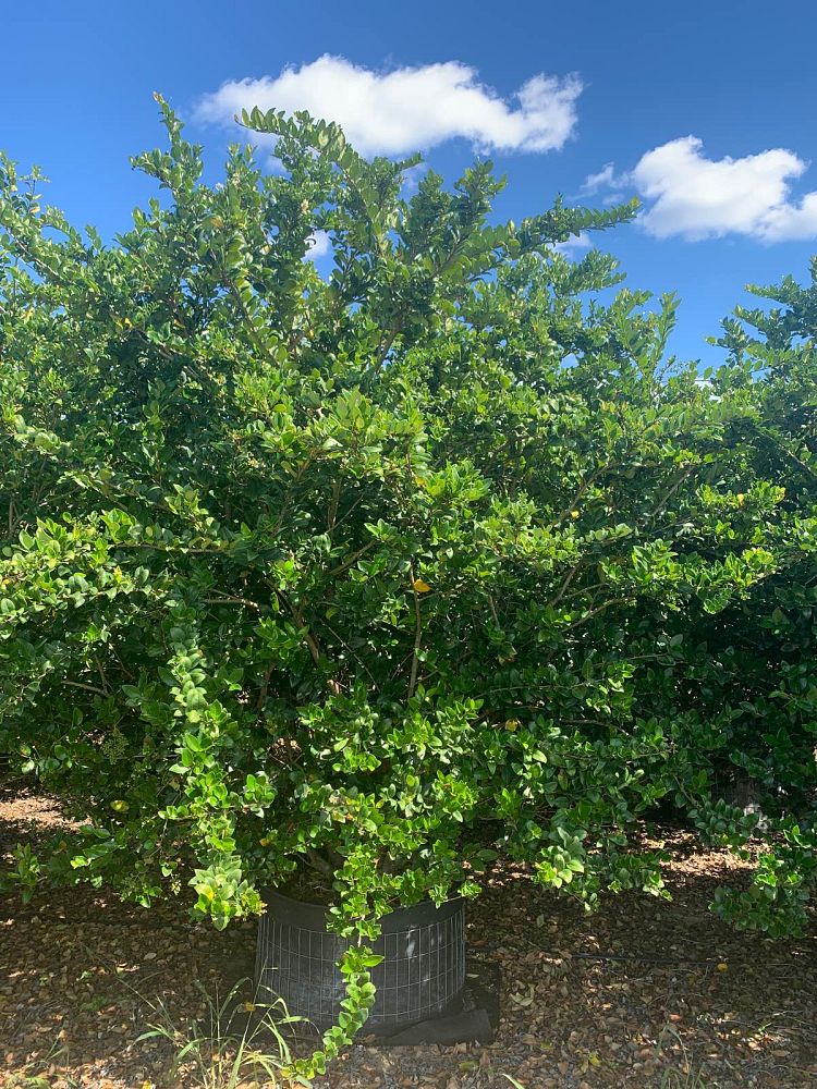 ligustrum-japonicum-japanese-privet-wax-leaf-ligustrum