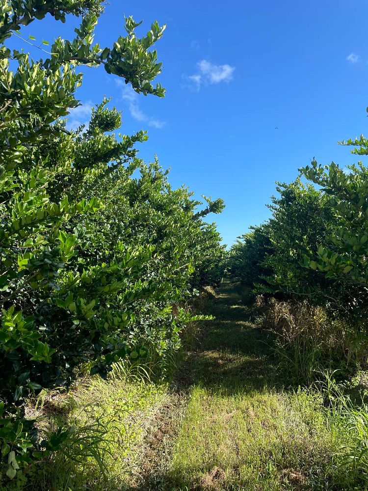 ligustrum-japonicum-japanese-privet-wax-leaf-ligustrum