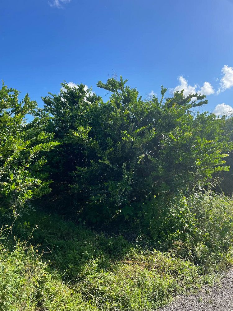 ligustrum-japonicum-japanese-privet-wax-leaf-ligustrum