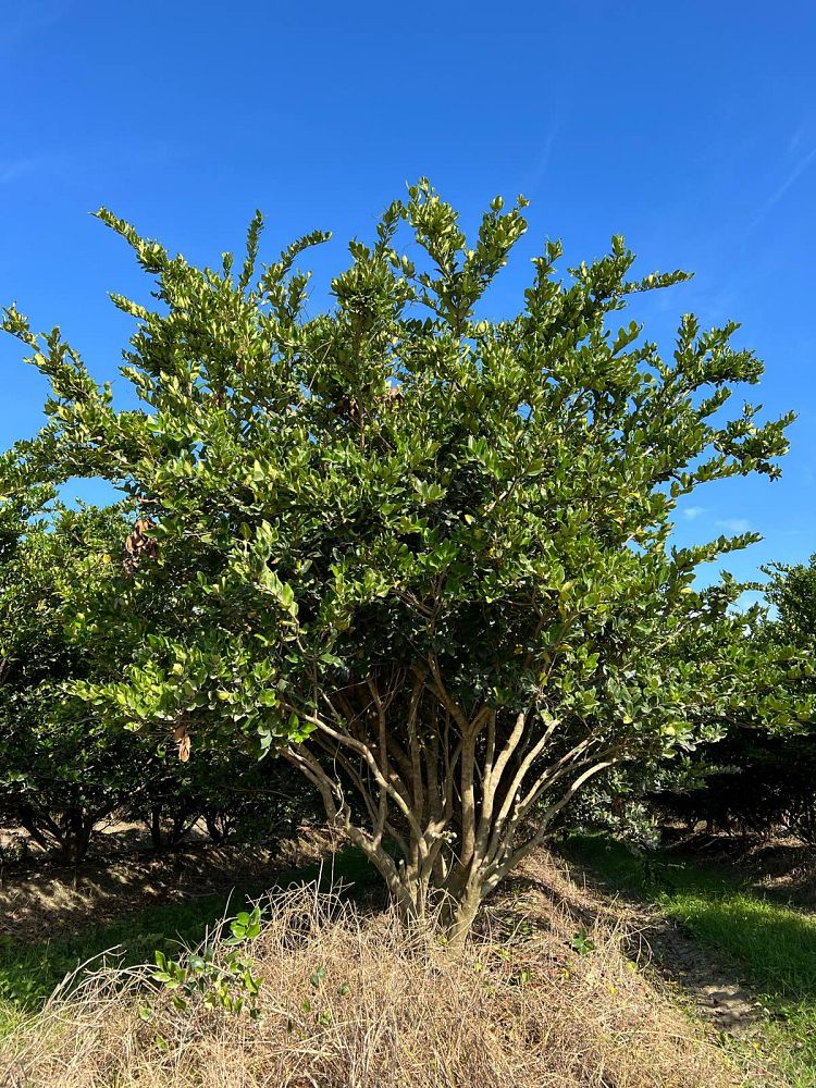 ligustrum-japonicum-japanese-privet-wax-leaf-ligustrum