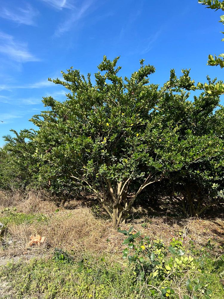 ligustrum-japonicum-japanese-privet-wax-leaf-ligustrum