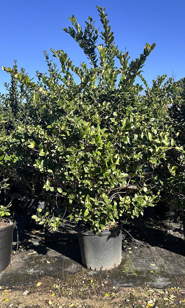 ligustrum-japonicum-japanese-privet-wax-leaf-ligustrum
