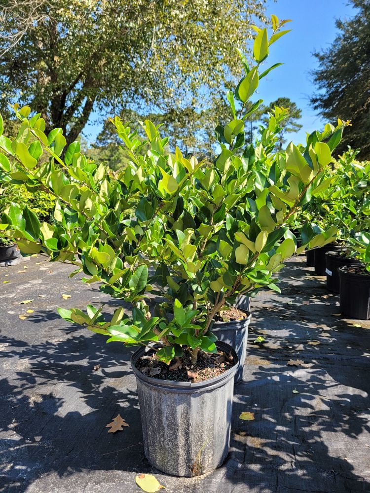ligustrum-japonicum-japanese-privet-wax-leaf-ligustrum