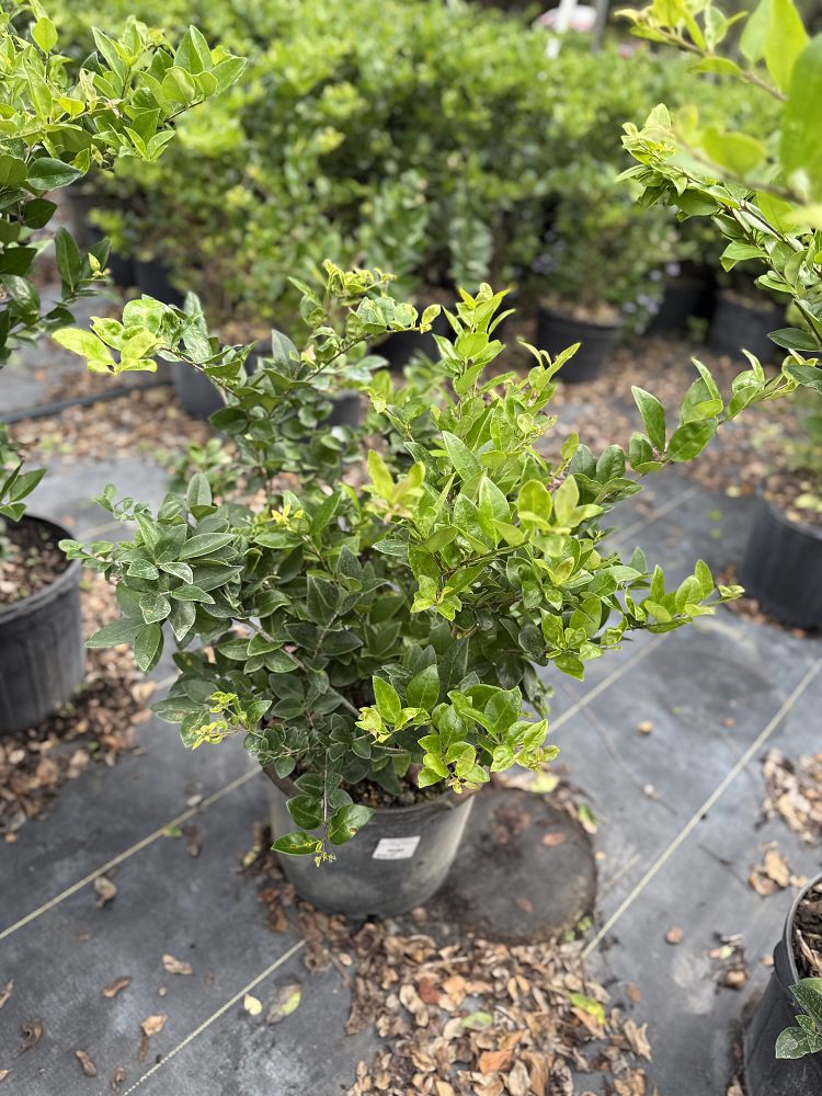 ligustrum-japonicum-japanese-privet-wax-leaf-ligustrum