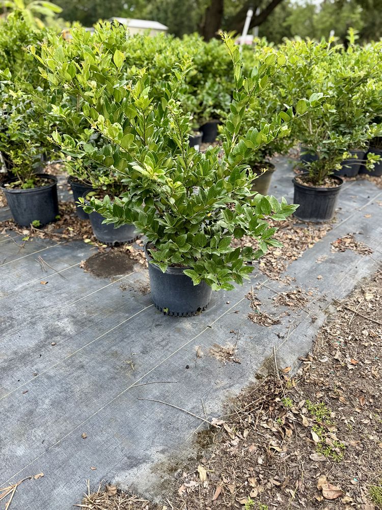 ligustrum-japonicum-japanese-privet-wax-leaf-ligustrum