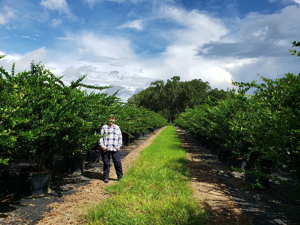 ligustrum-japonicum-japanese-privet-wax-leaf-ligustrum