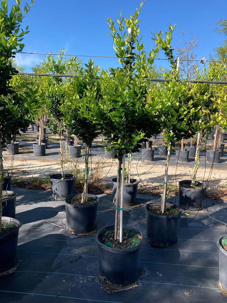 ligustrum-japonicum-japanese-privet-wax-leaf-ligustrum