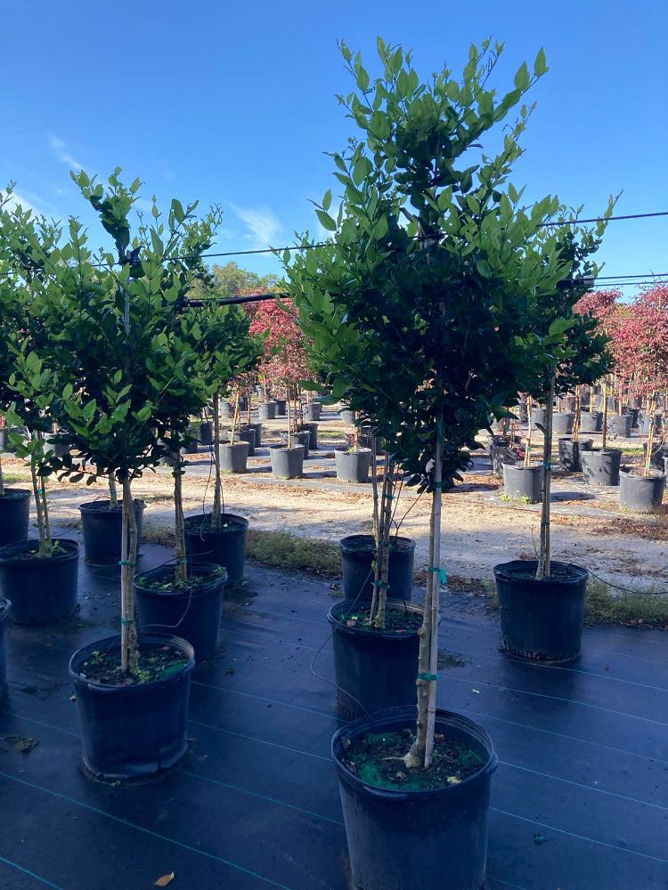 ligustrum-japonicum-japanese-privet-wax-leaf-ligustrum