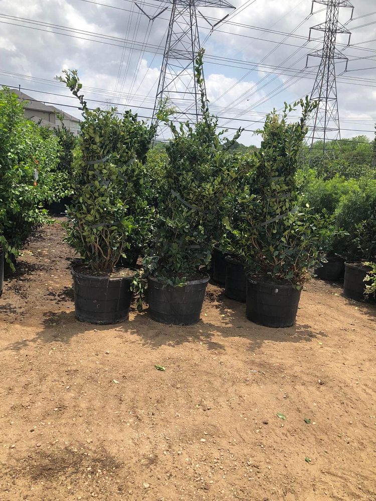 ligustrum-japonicum-japanese-privet-wax-leaf-ligustrum