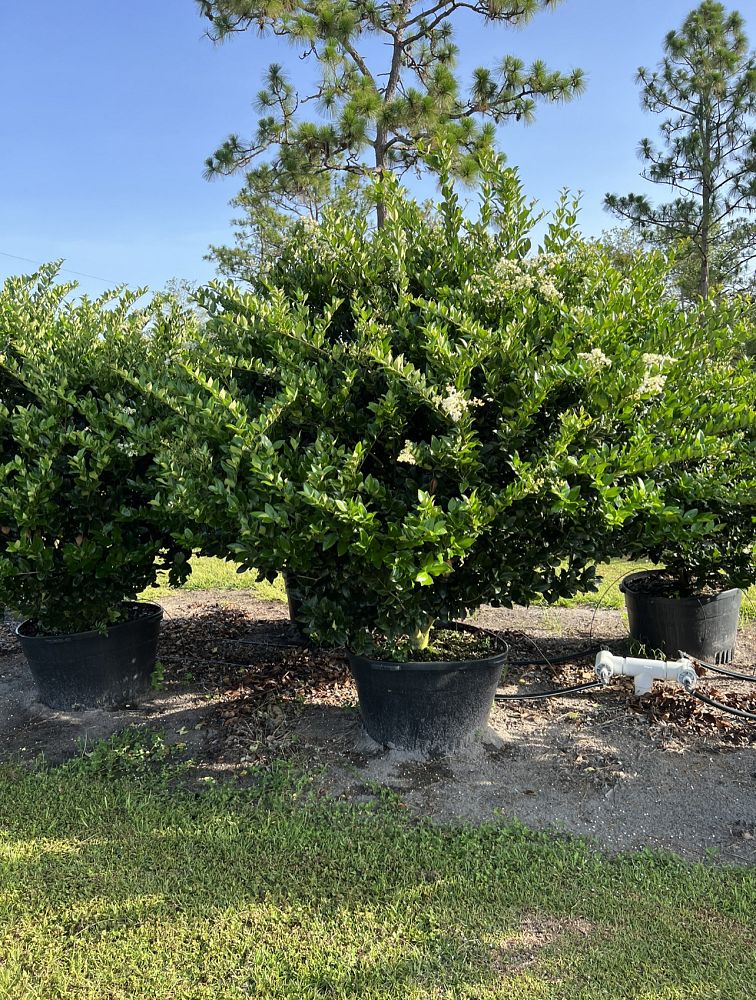 ligustrum-japonicum-japanese-privet-wax-leaf-ligustrum