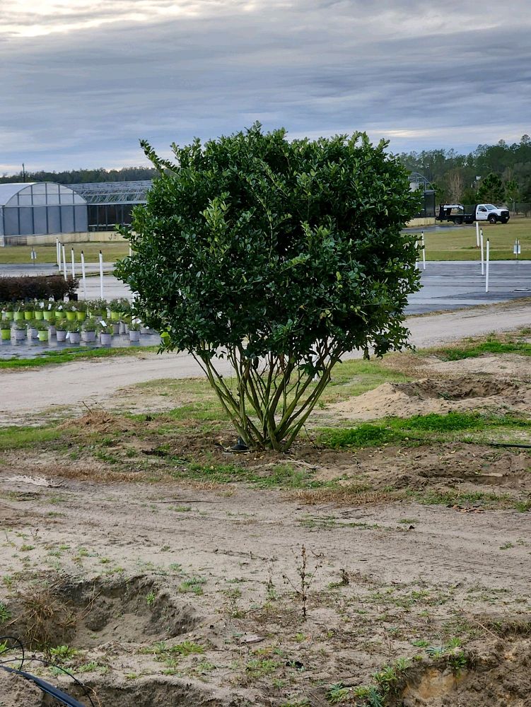 ligustrum-japonicum-japanese-privet-wax-leaf-ligustrum