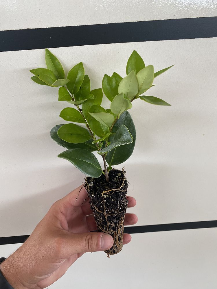 ligustrum-japonicum-japanese-privet-wax-leaf-ligustrum