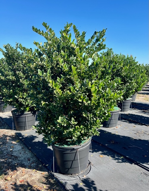 ligustrum-japonicum-japanese-privet-wax-leaf-ligustrum